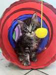 Śliczne kotki maine coon