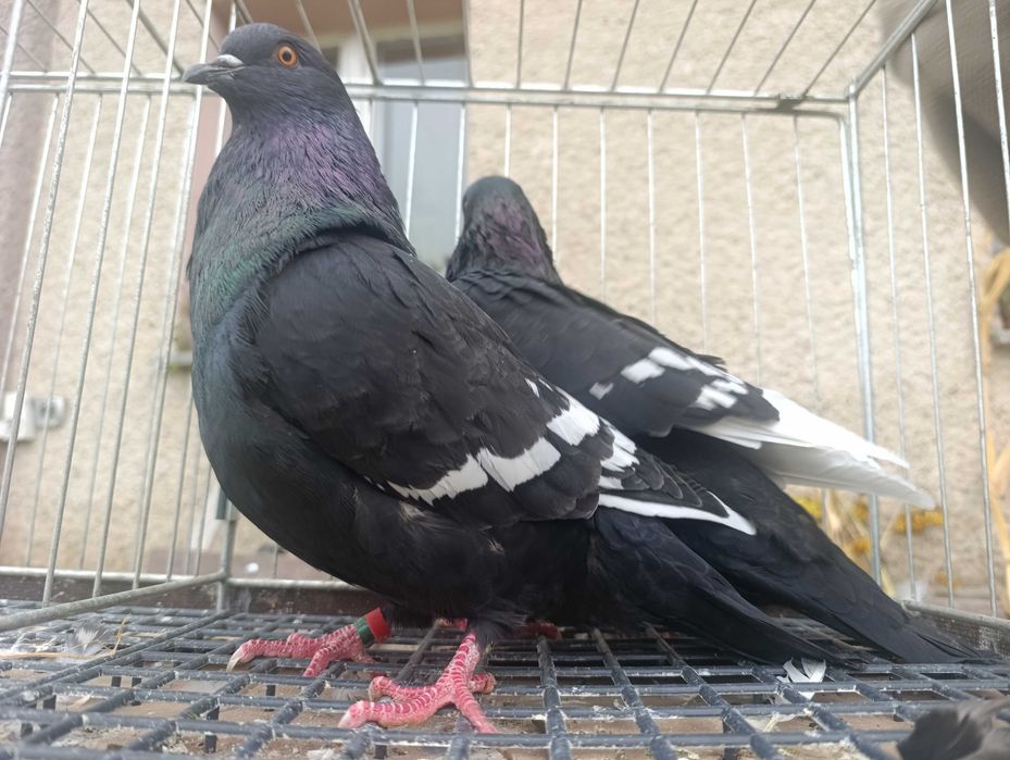 Ryś, rysie czarne, gołębie ozdobne, wysyłam