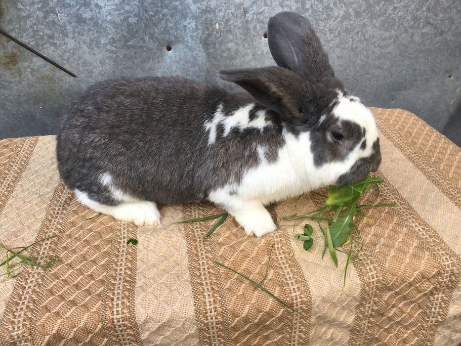 Sprzedam króliki samiec,samce