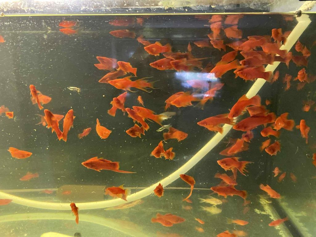 Mieczyki Albino czerwone krótka pletwa i Delta