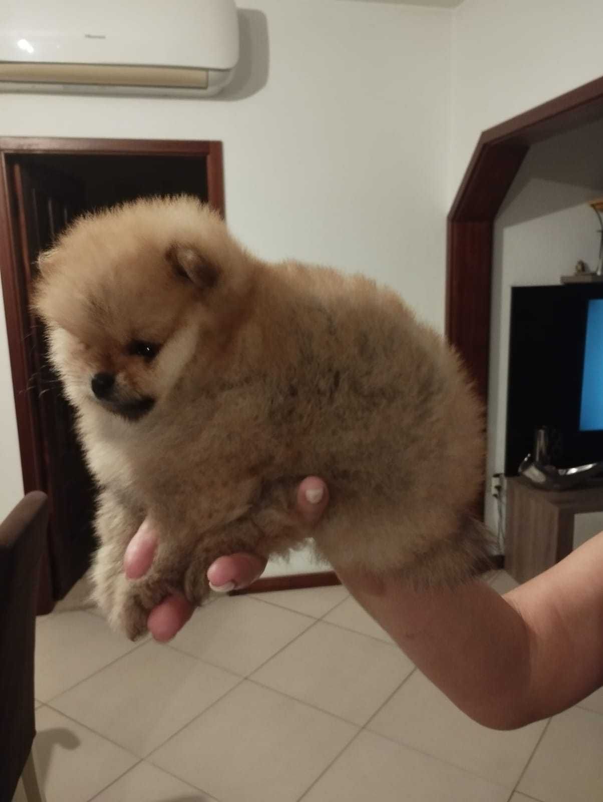 Spitz alemão anão (Fêmea)