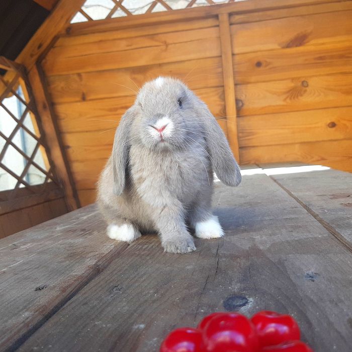 Карликовый мини кролик вислоухий баранчик