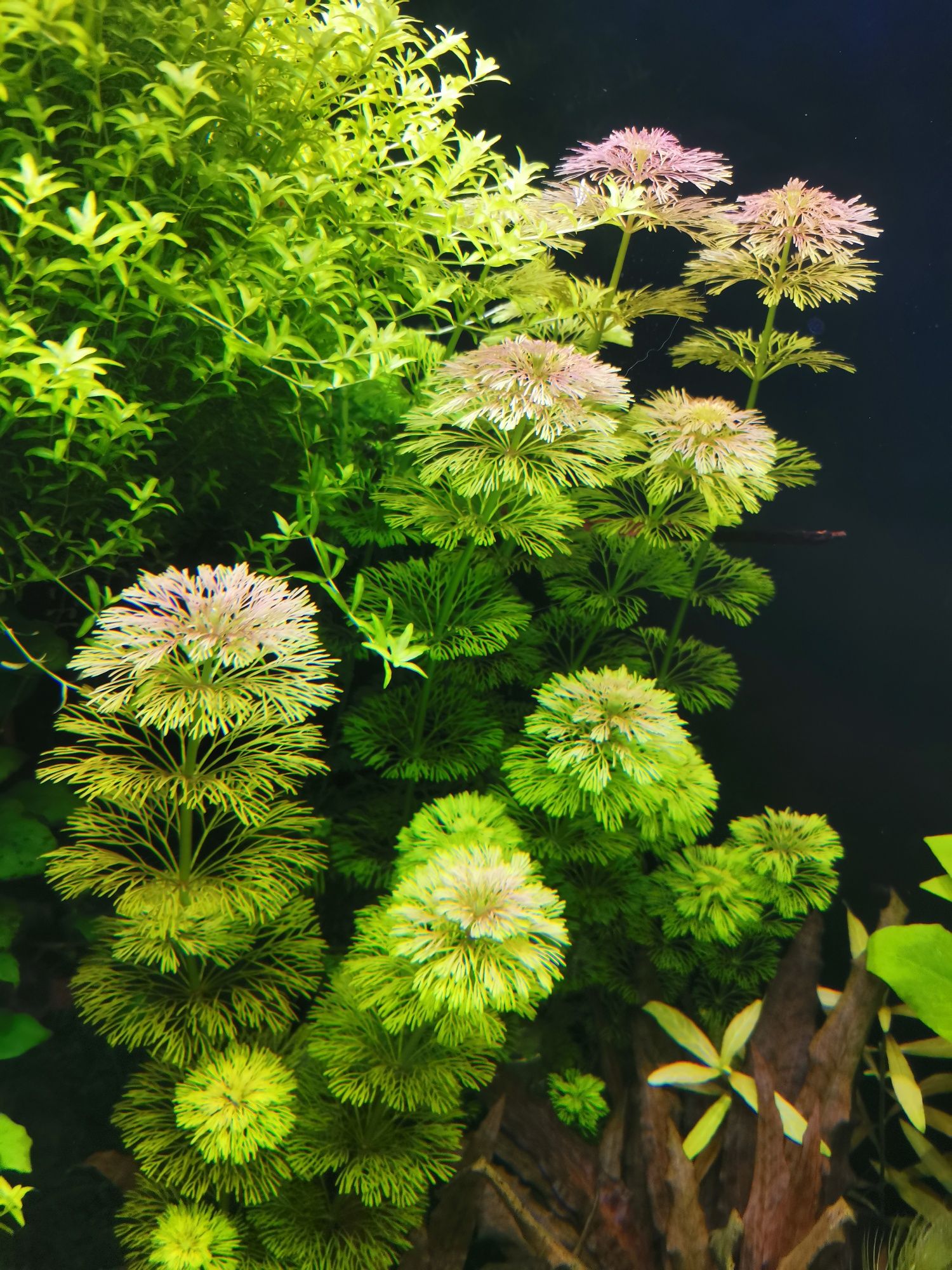 Limnophila Sessilithora