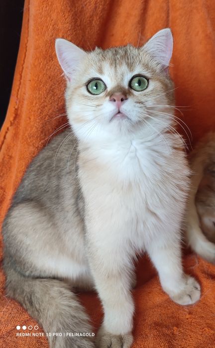 Британський золотий котик