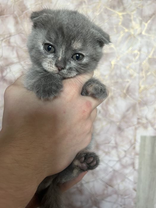 Продам шикарных котят