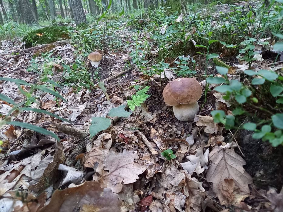Borowiki szlachetne 5kg  1 klasa bez robaków