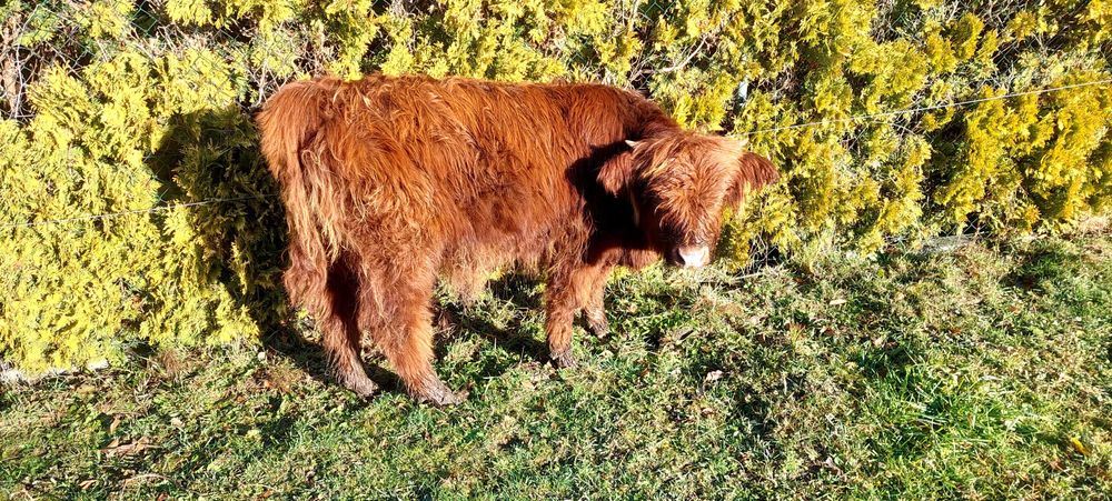 Bydło szkockie 2 krowy i byczek