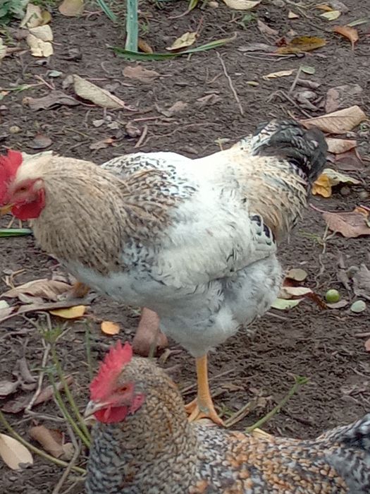 Koguty młode 22 tygodniowe