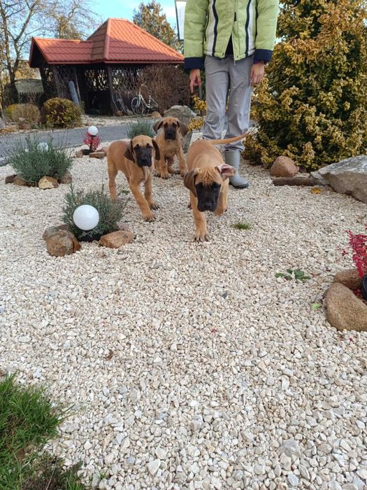 Dog Niemiecki żółte