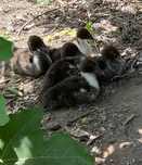 Patos mudos pequenos