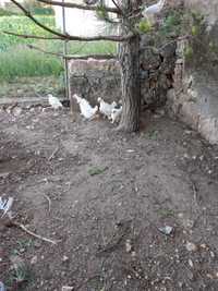 Vendo um casal de galinhas sedosas e outras mais pequenas