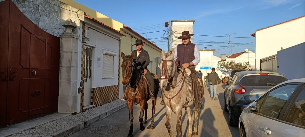 Para venda cavalo