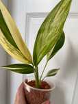 Epipremnum Amplissimum Variegata