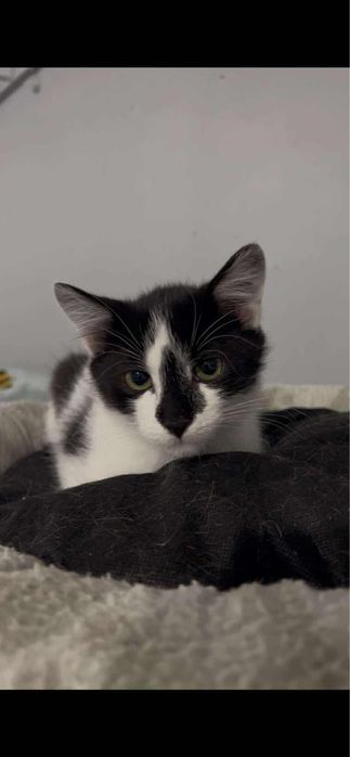 Pokochaj kota oskara