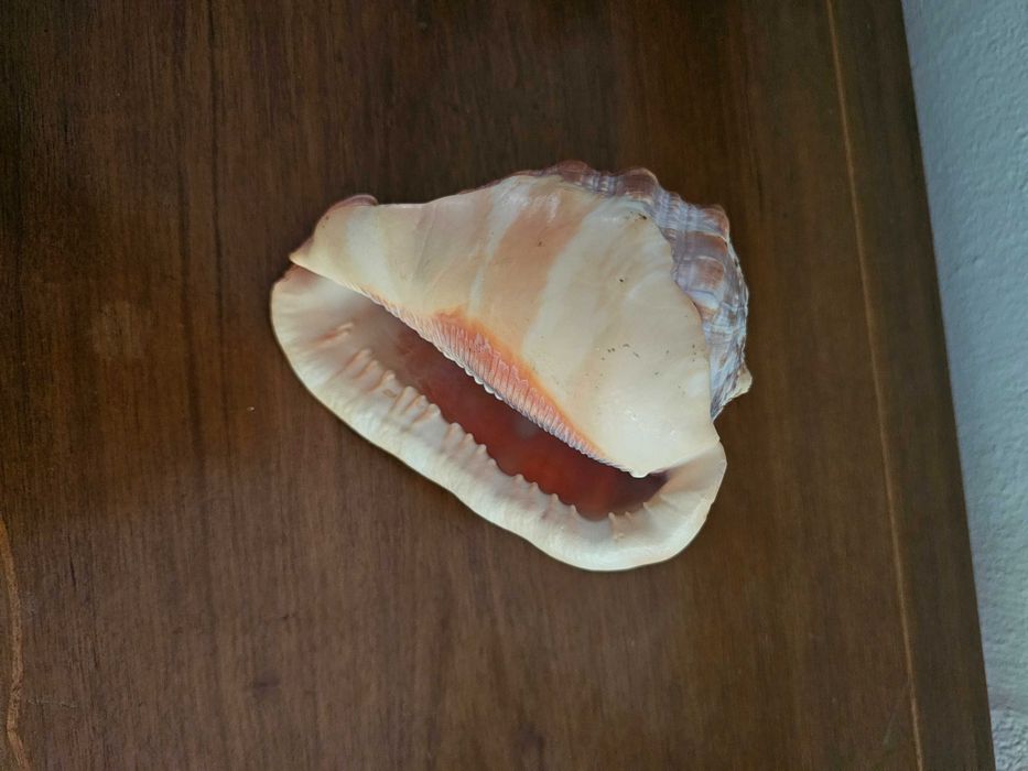 Conchas naturais – Tritão Gigante e Búzio-Tigre