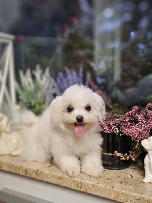 Maltańczyk ZKwP/ FCI