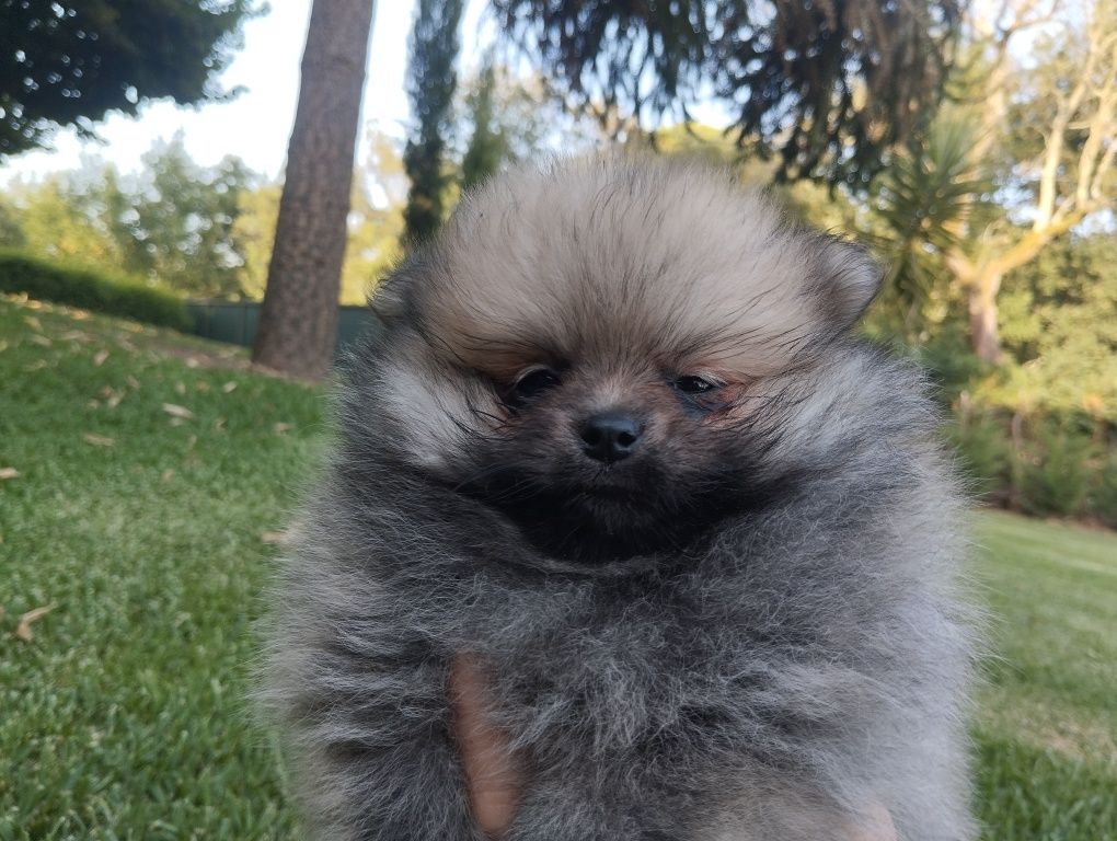 Spitz anão fêmea