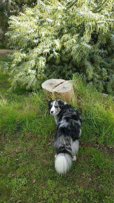 Border Collie - Blue Merle - Piesek - Do Rezerwacji