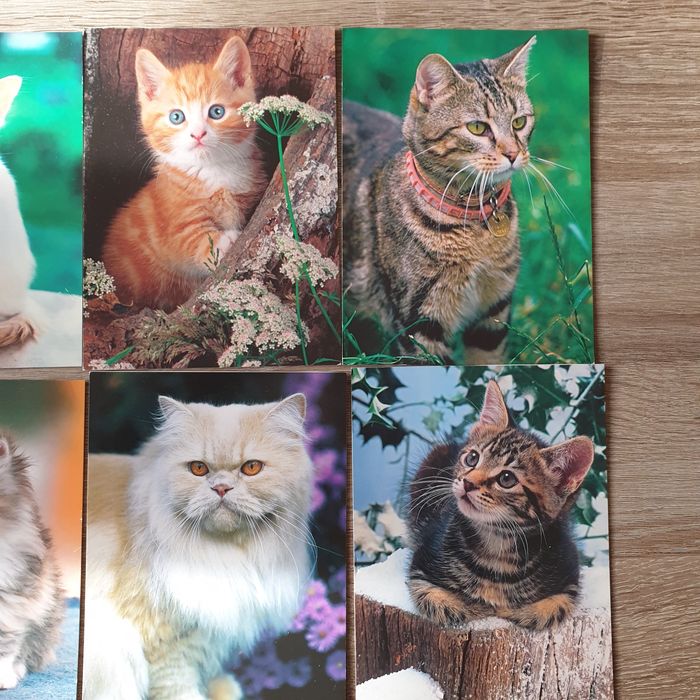 Stare pocztówki z kociętami Unigraf 9 szt.