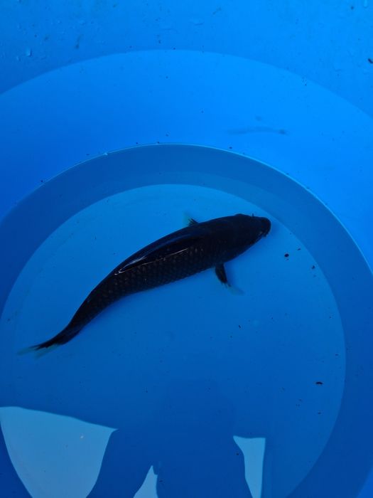 Carpa koi japonesa