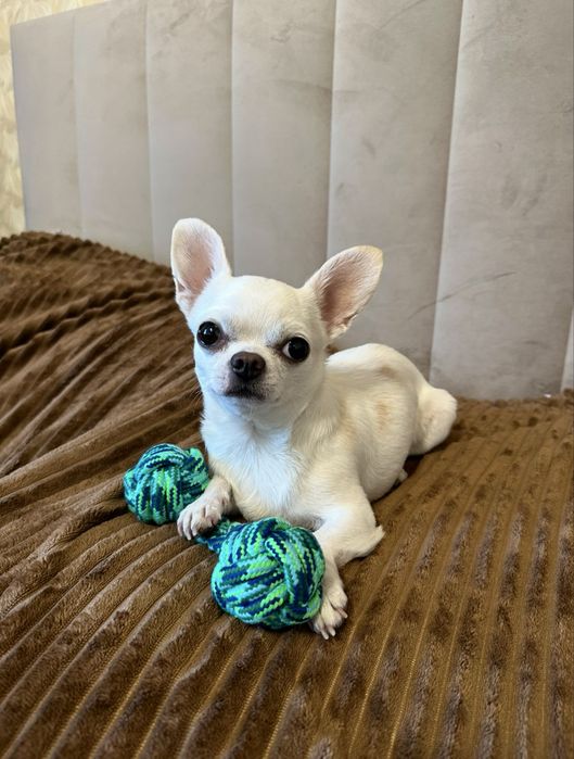 Вязка чихуахуа кобель