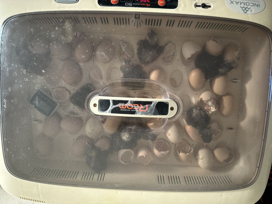Pintos Maline ,jersey gigante e rhode island red