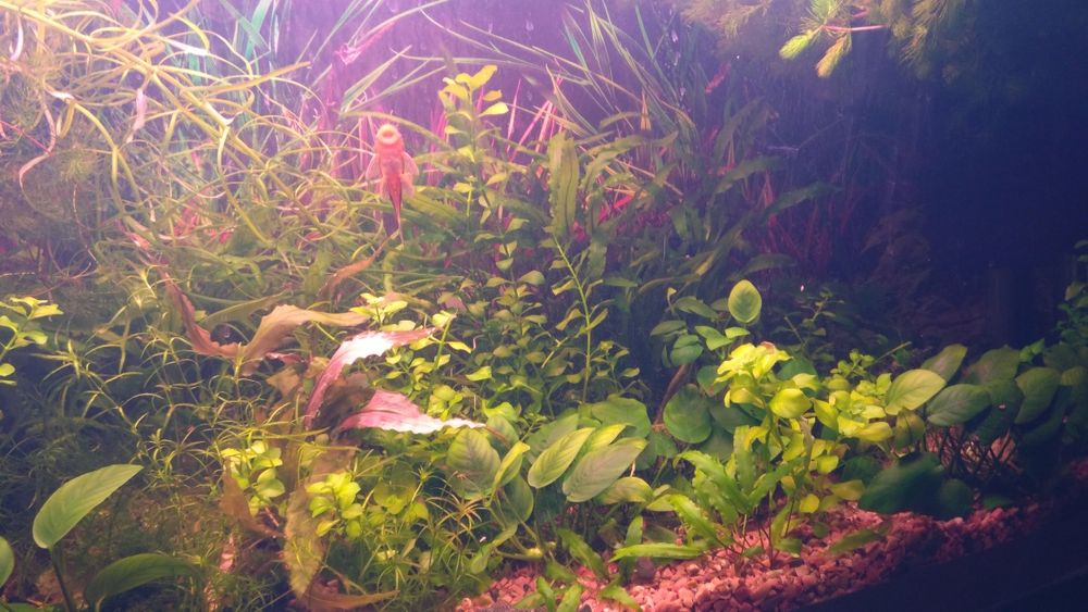 Аквариумные растения