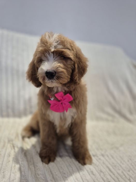 Goldendoodle f1 standard