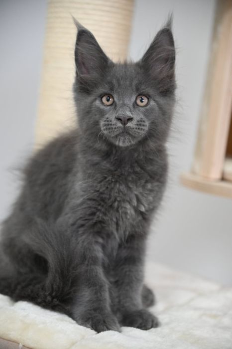 Maine coon Kocurek Harry