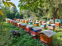 ule wlkp/rodziny pszczele