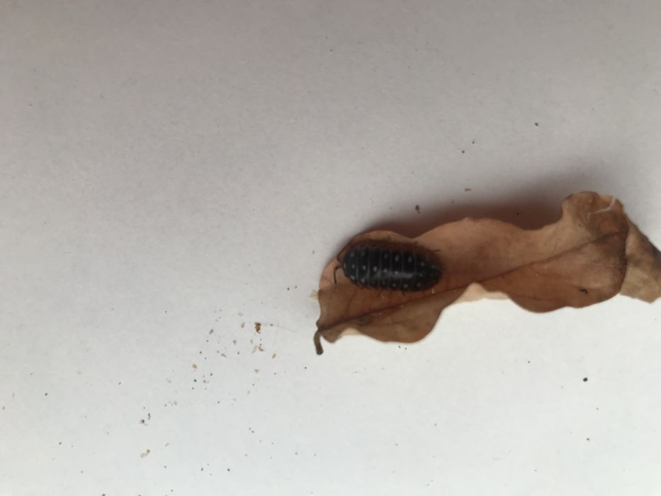 Isopods klugii montenegro