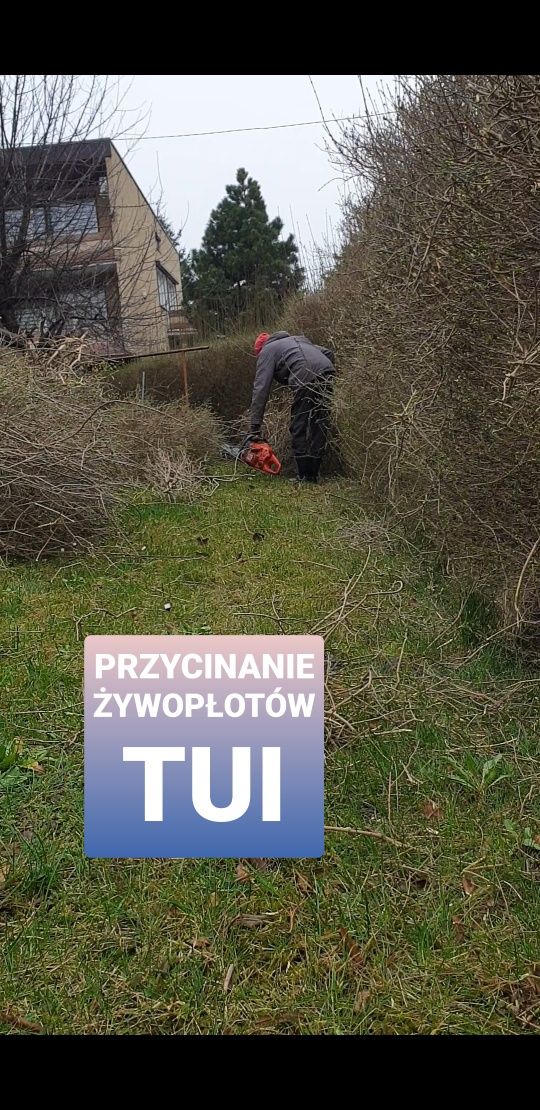 Wycinanie drzew przycinanie tui żywopłotu krzewów zabieranie gałęzi