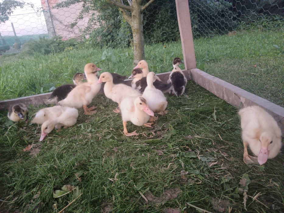 Kaczka piżmowa 12 sztuk