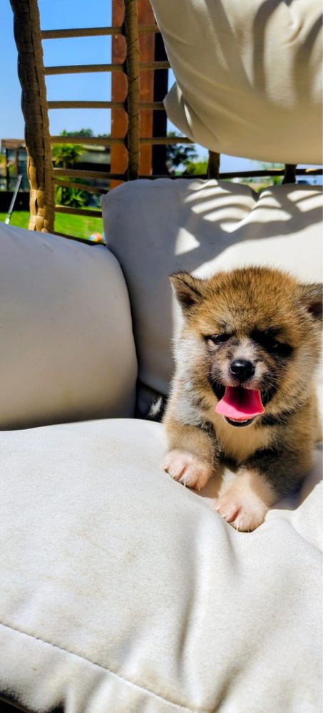 Akita Inu bebe maravilhoso