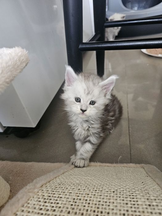 Śliczny kocurek Dexter  Maine Coon ns z linii shaded ns