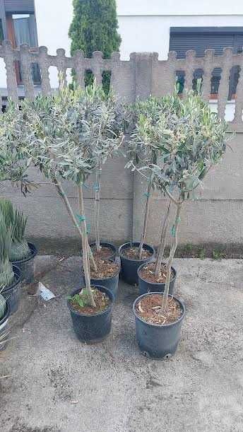 Oliwka Europejska (Olea europaea) - 150 cm wysylka