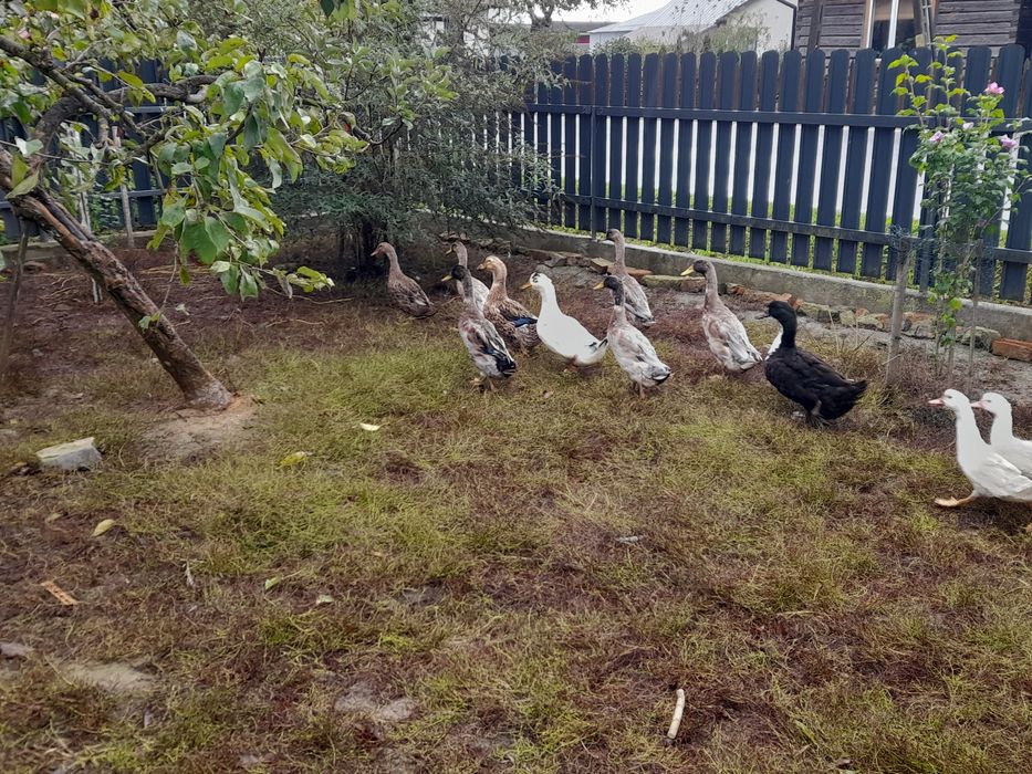 Kaczki francuskie, staropolskie, biegusy