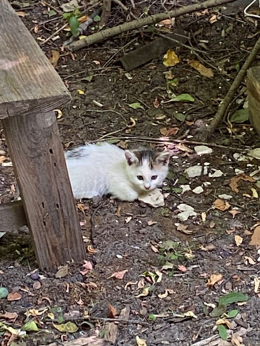 Котики у гарні руки