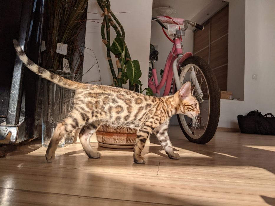 Бенгальська кішечка