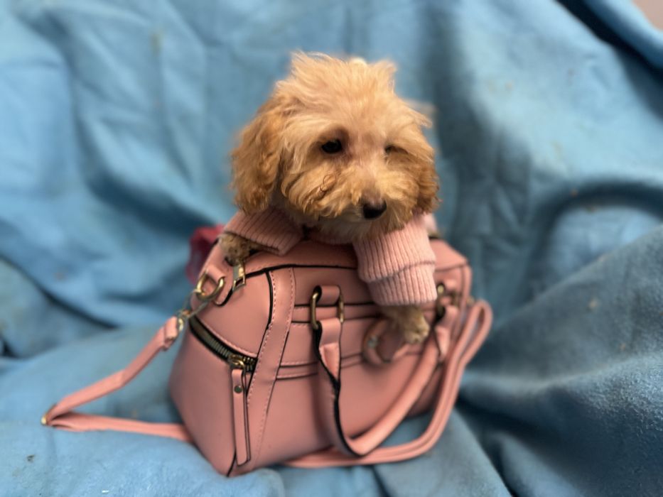 Цуценята мальтіпу