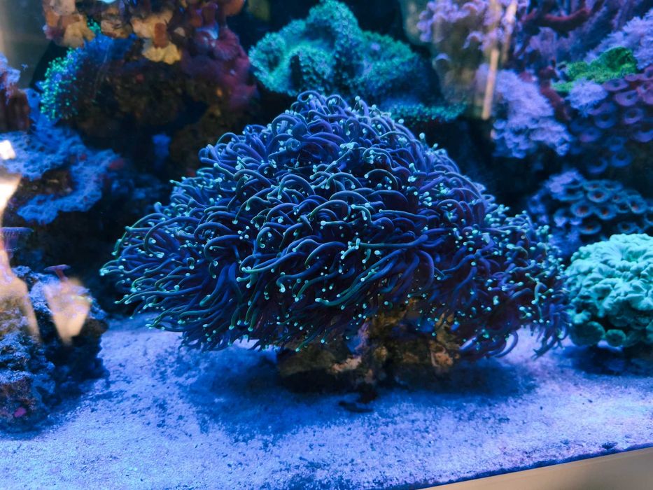 Koralowiec Euphyllia Dragon Soul