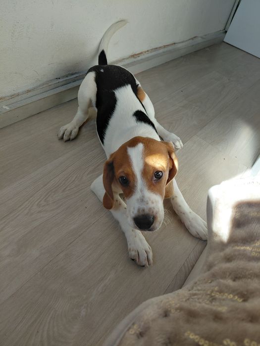 Beagle 6 meses femea vacinada e com chip