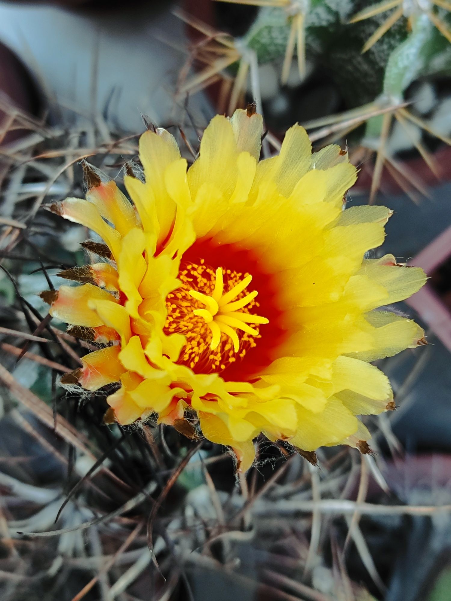 Кактусы и семена Astrophytum, Melocactus, Rebutia.