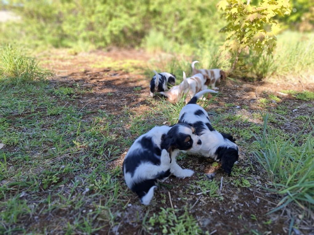 Cavalier king charles spaniel suczka