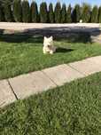 West Highland White Terrier