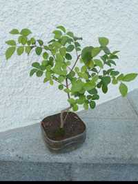 Bonsai Ligustrum com mais de 4 anos