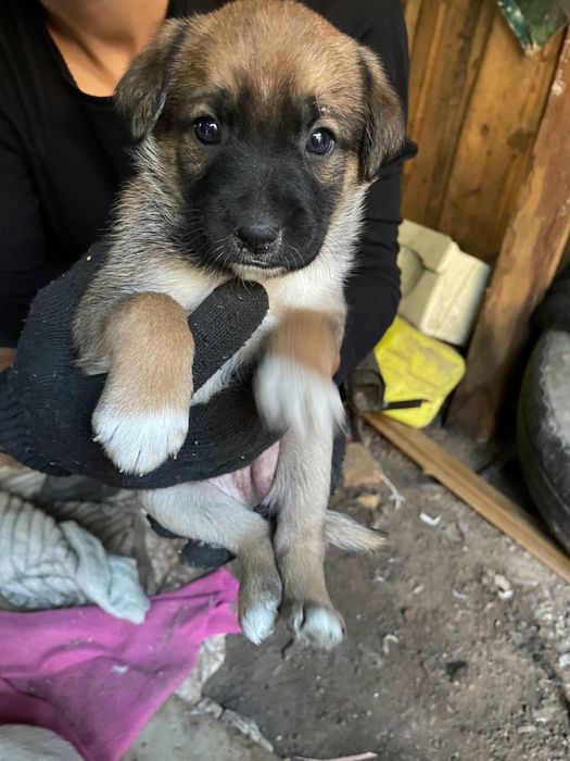 Віддамо в добрі руки цуценят знайдених в лісі