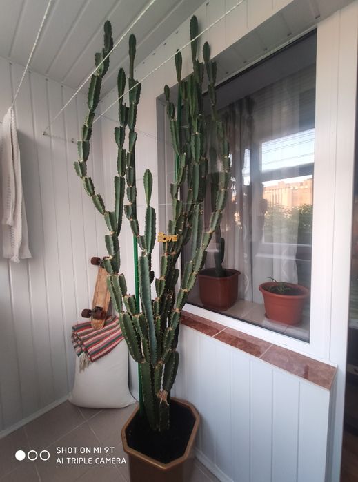 Кактус Еуфорбія тригорна, молочай трикутний