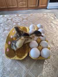Jajka lęgowe kaczek staropolskich