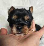 Yorkshire Terrier- Piesek z rodowodem